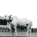 Karvadi desembarcou no Brasil em 1962 e revolucionou criação bovina no país