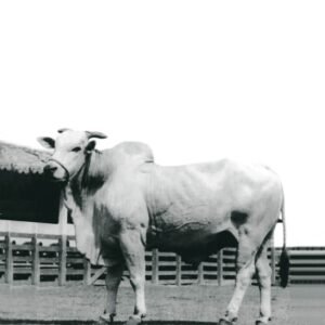 Karvadi desembarcou no Brasil em 1962 e revolucionou criação bovina no país