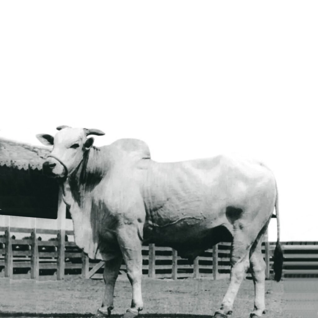 Karvadi desembarcou no Brasil em 1962 e revolucionou criação bovina no país