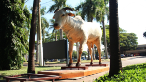 Karvadi desembarcou no Brasil em 1962 e revolucionou criação bovina no país